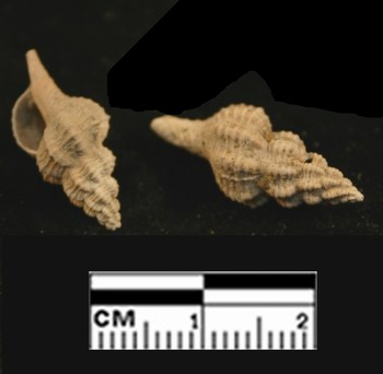Id altro fossile